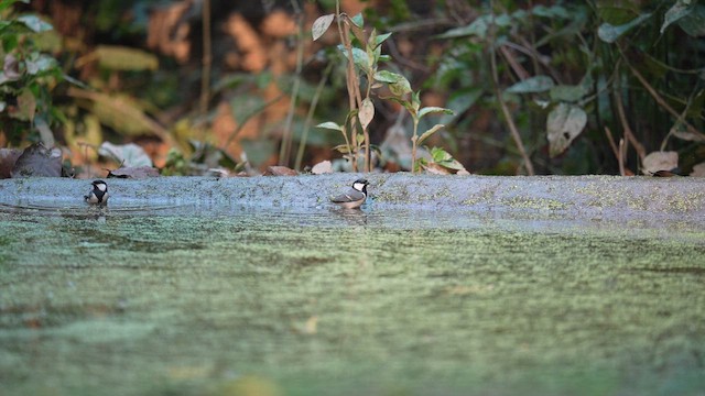 Asian Tit - ML652698810
