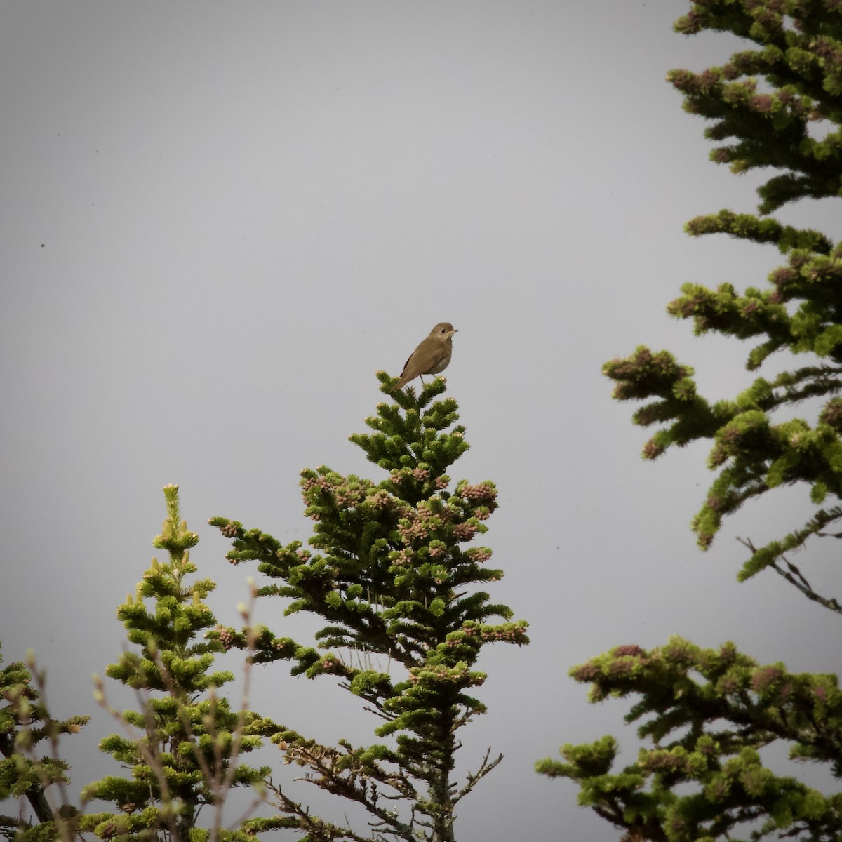 Zorzalito de Bicknell - ML652698901