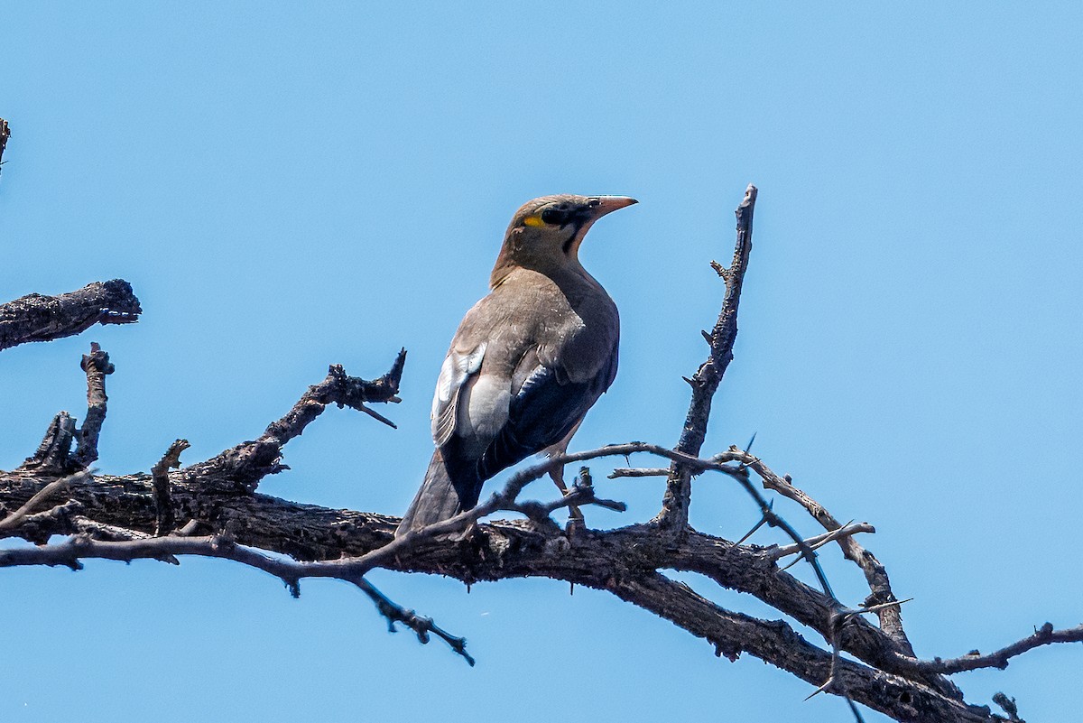 Шпак жовтоголовий - ML652699075