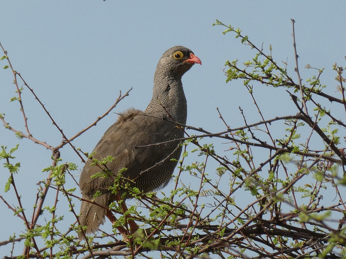 Красноклювый франколин - ML652699088