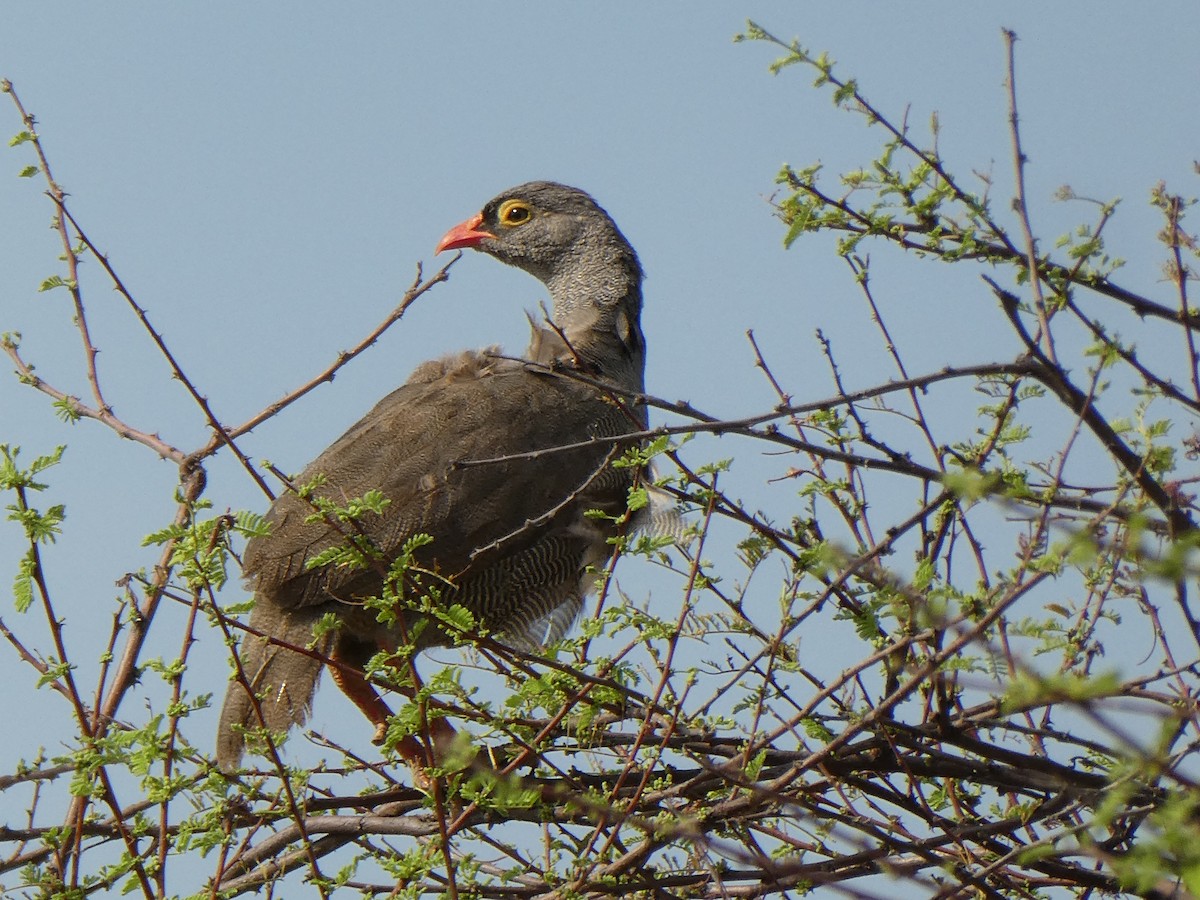 Красноклювый франколин - ML652699089