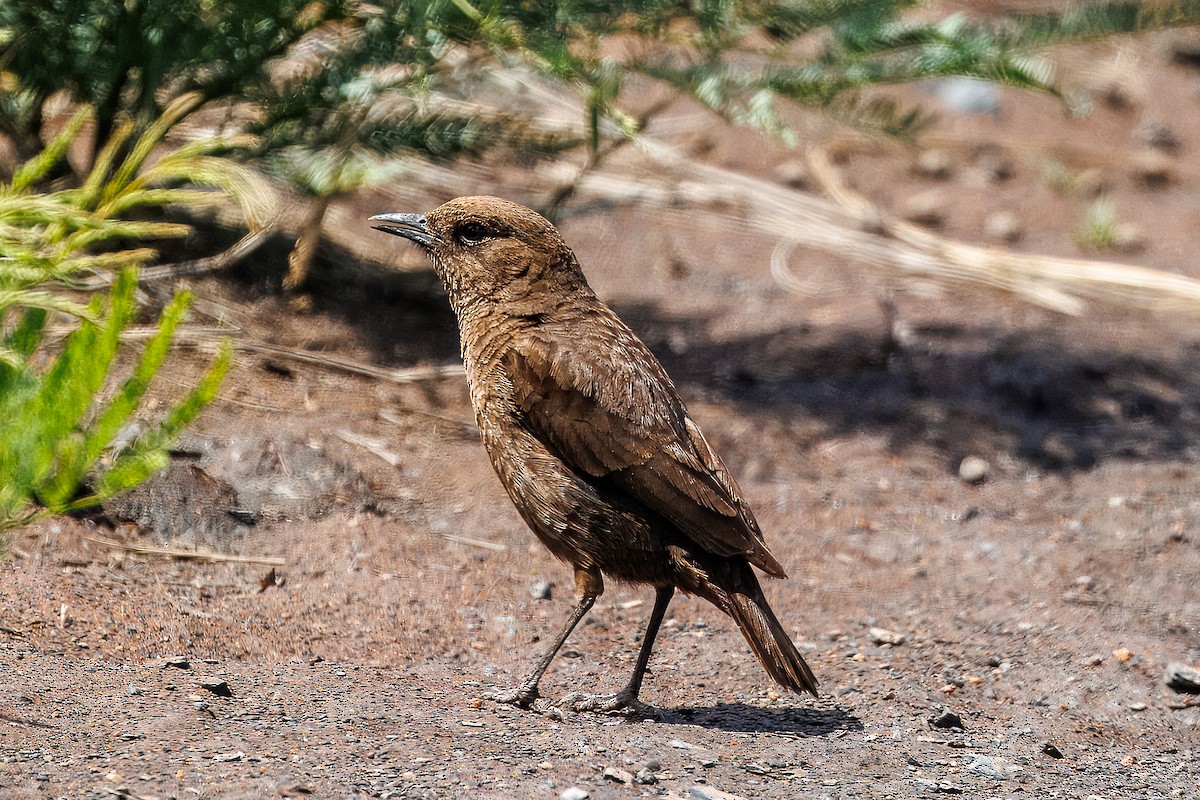 Смолярик південний - ML652699255