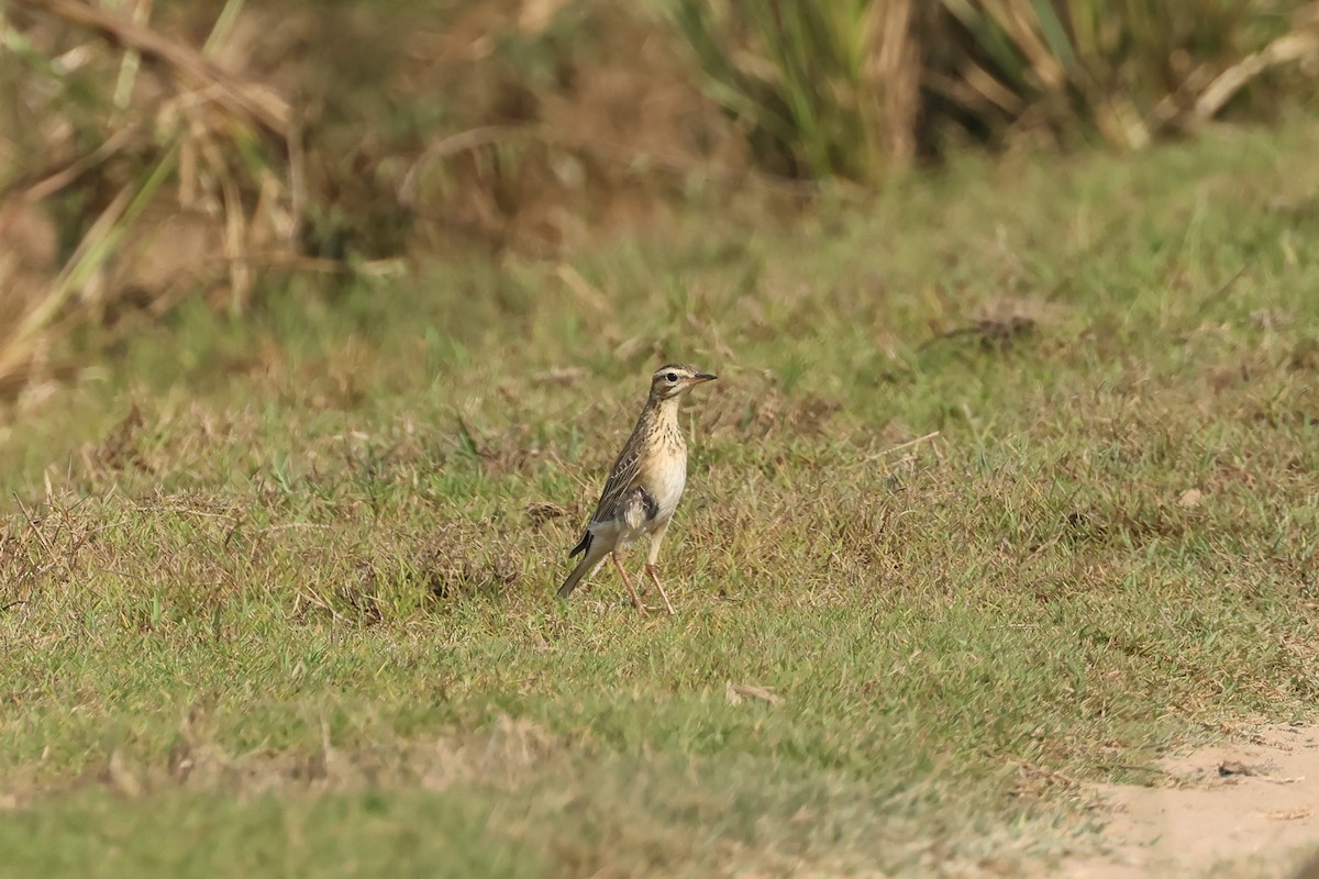 Richard's Pipit - ML652699274