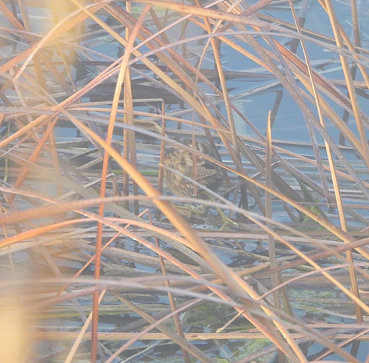 コクイナ - ML652699296