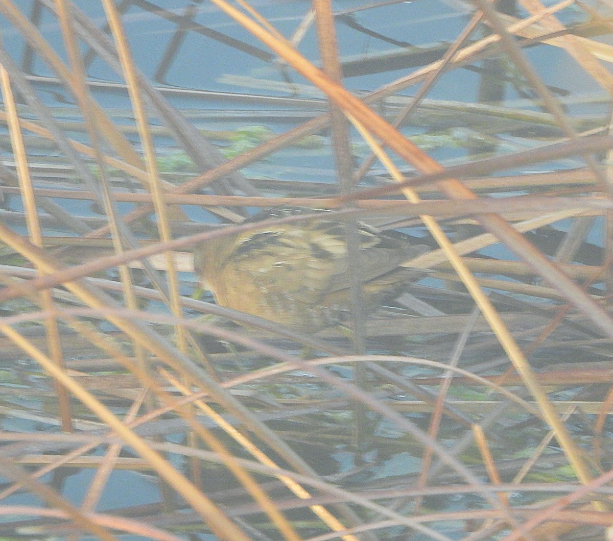 コクイナ - ML652699297