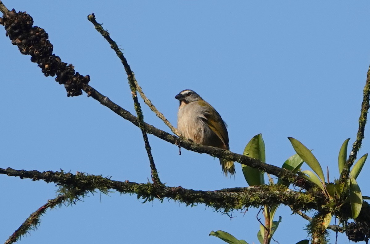 Saltator des grands-bois - ML652699412