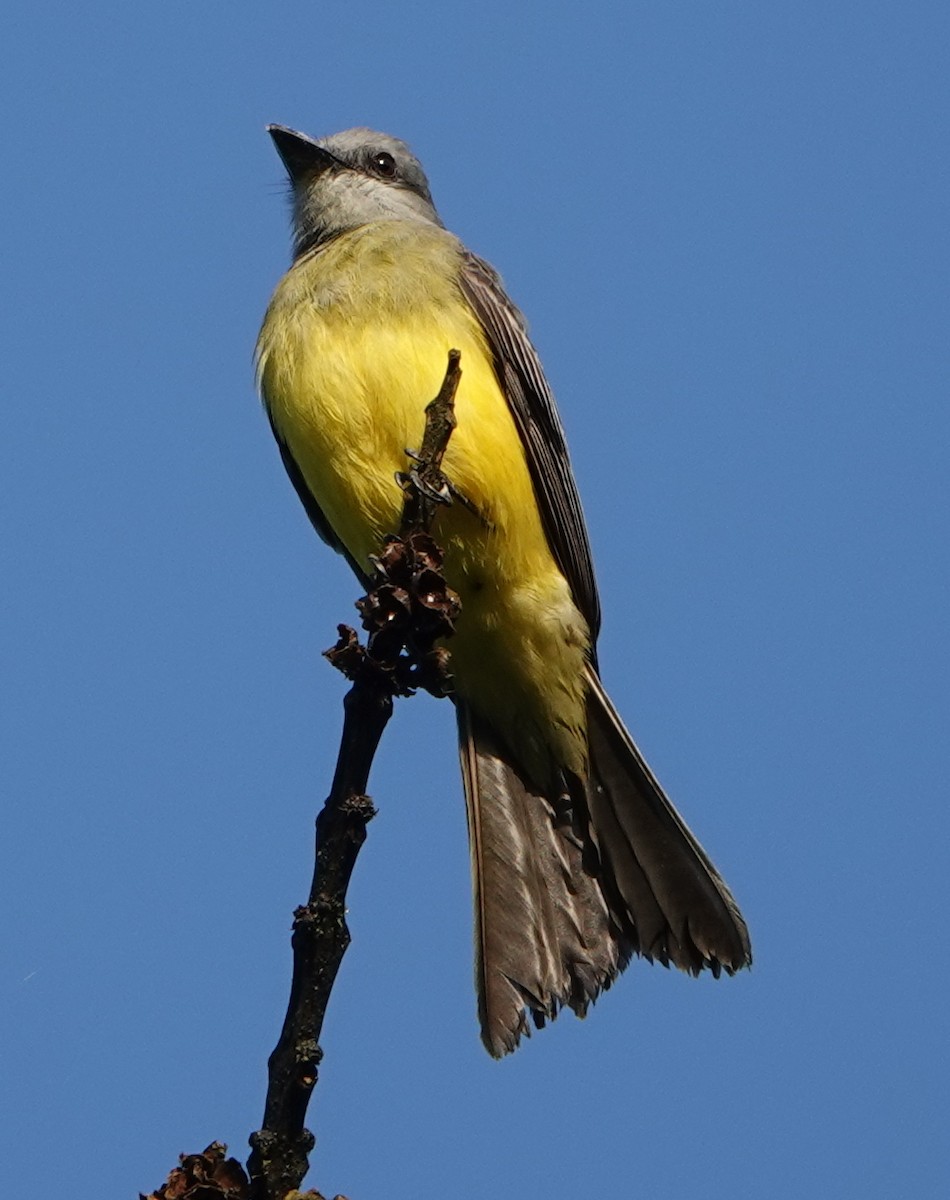 Tyran mélancolique - ML652699442