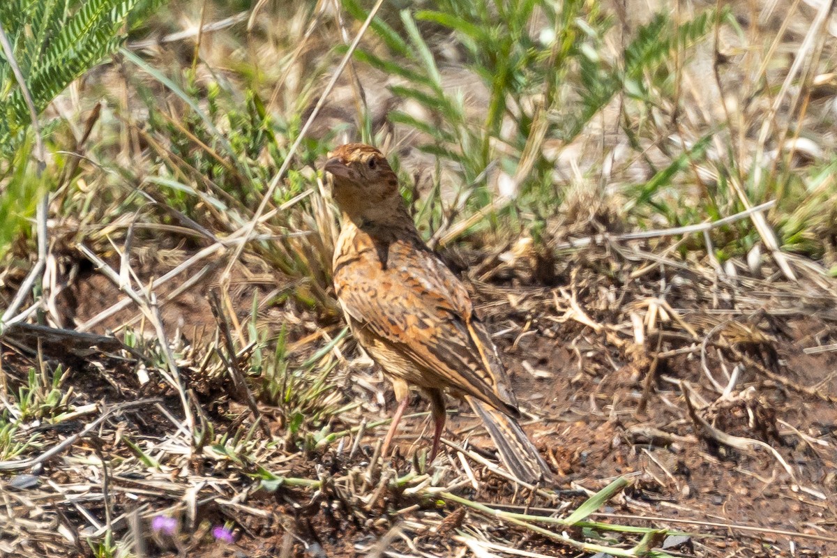 Алондра білочерева [група africanoides] - ML652699455