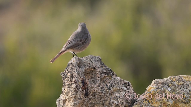 赭紅尾鴝 - ML652699492