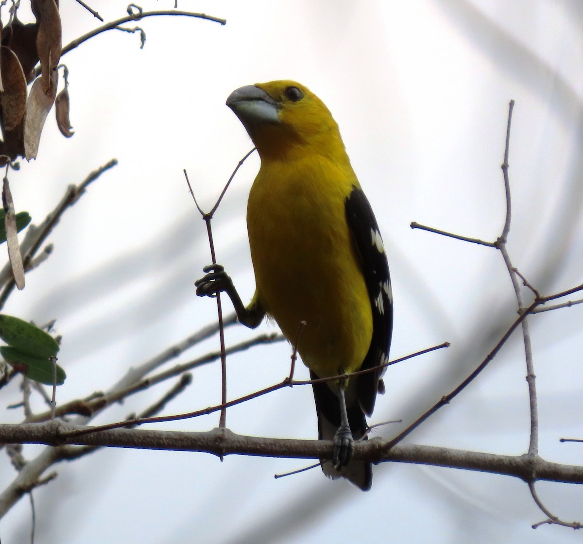 Cardinal à tête jaune - ML652699609