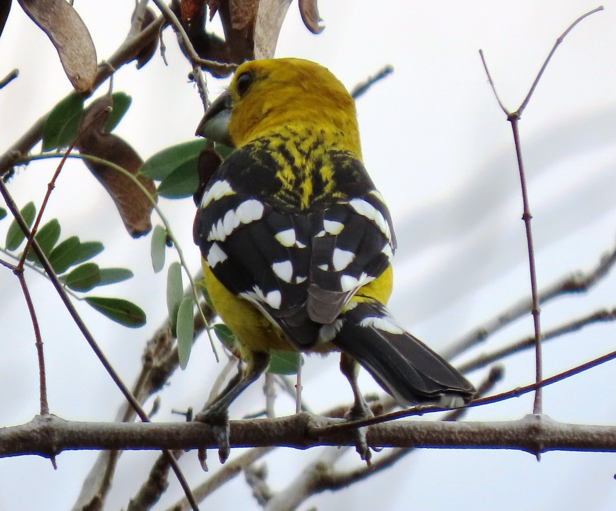 Cardinal à tête jaune - ML652699613