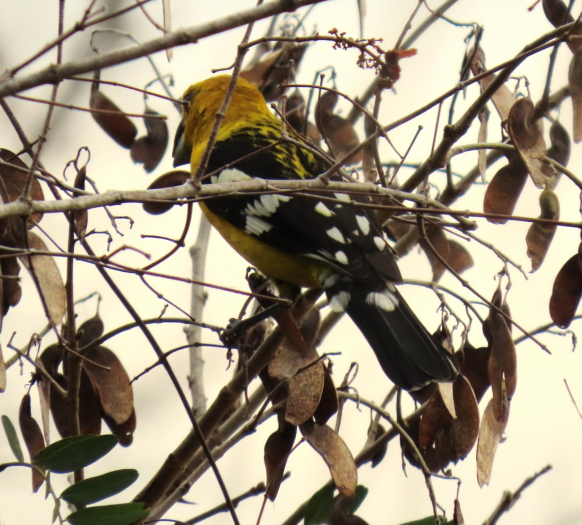 Cardinal à tête jaune - ML652699614