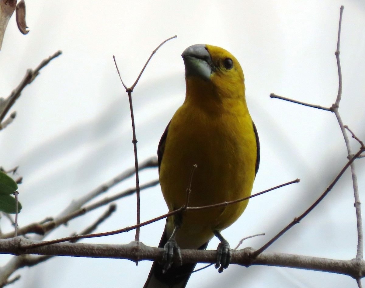 Cardinal à tête jaune - ML652699615