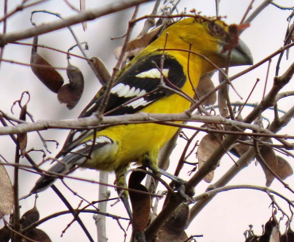 Cardinal à tête jaune - ML652699616