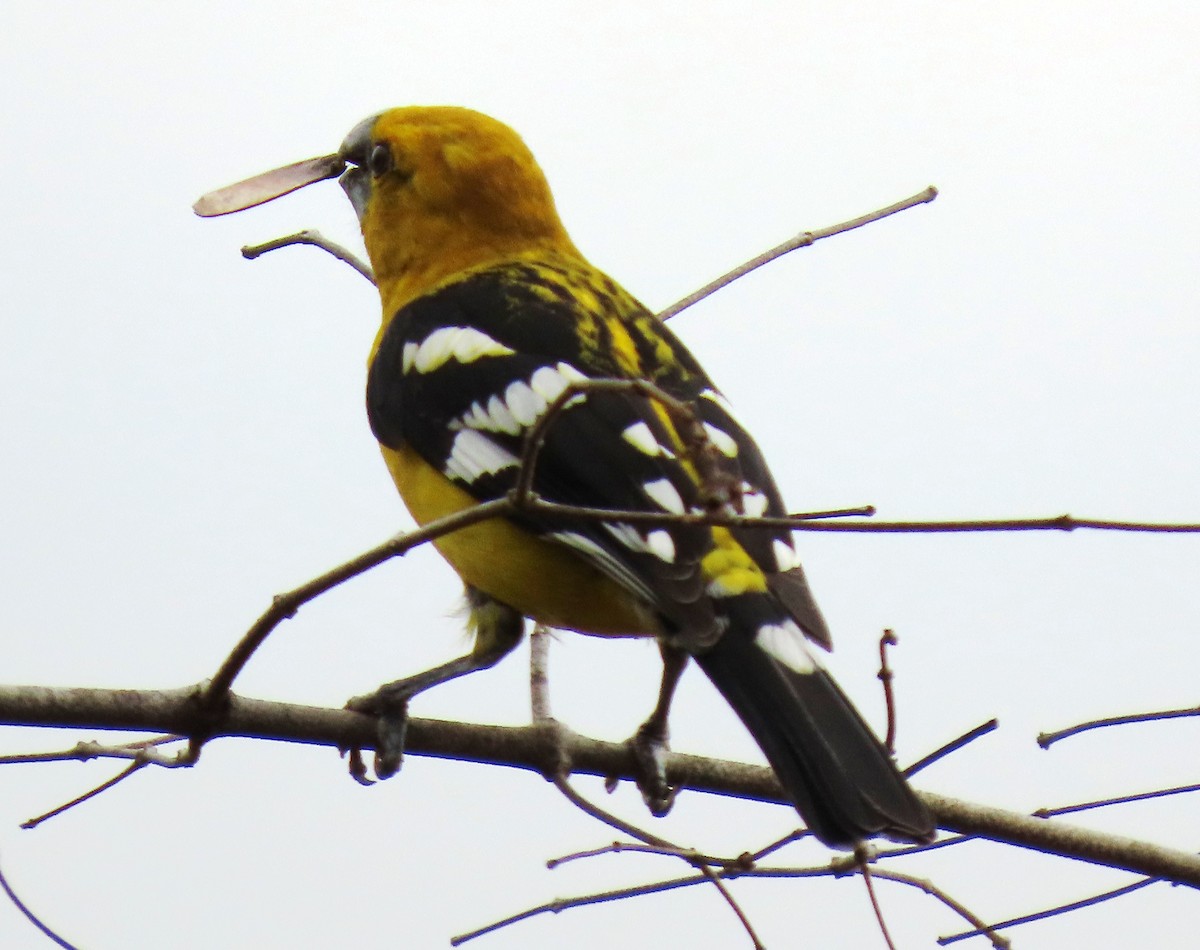 Cardinal à tête jaune - ML652699617