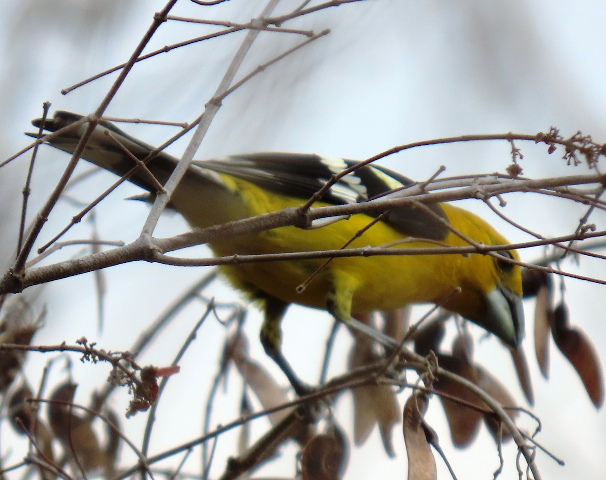 Cardinal à tête jaune - ML652699618