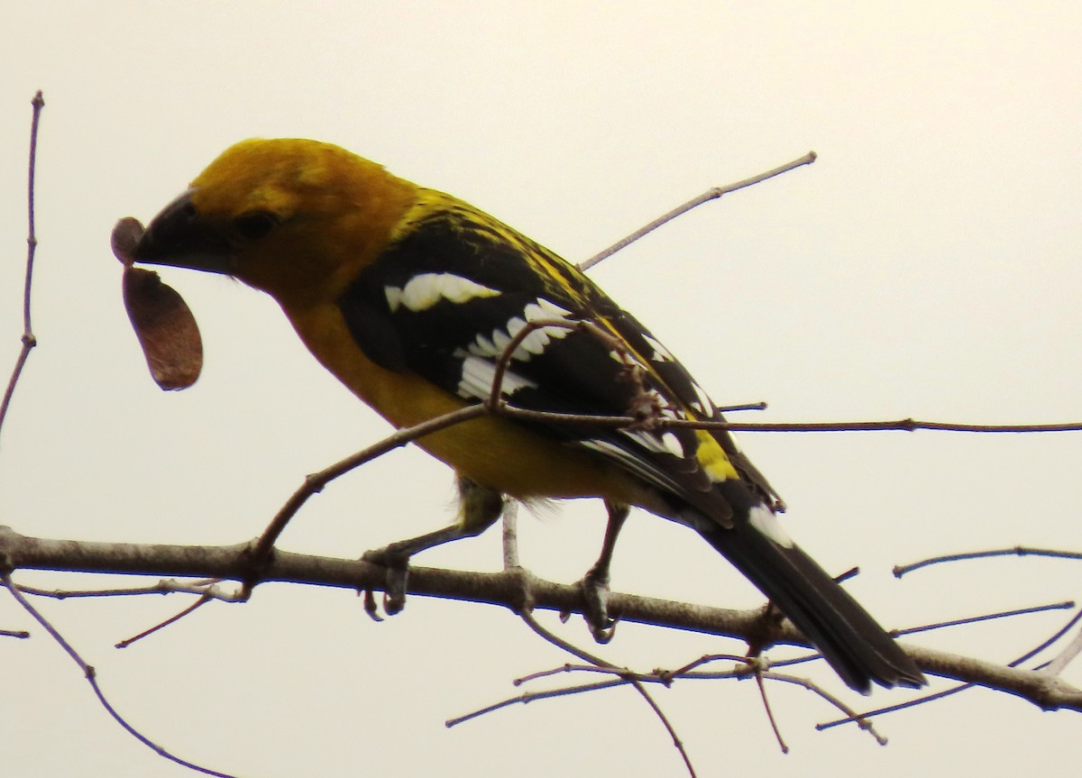 Cardinal à tête jaune - ML652699619