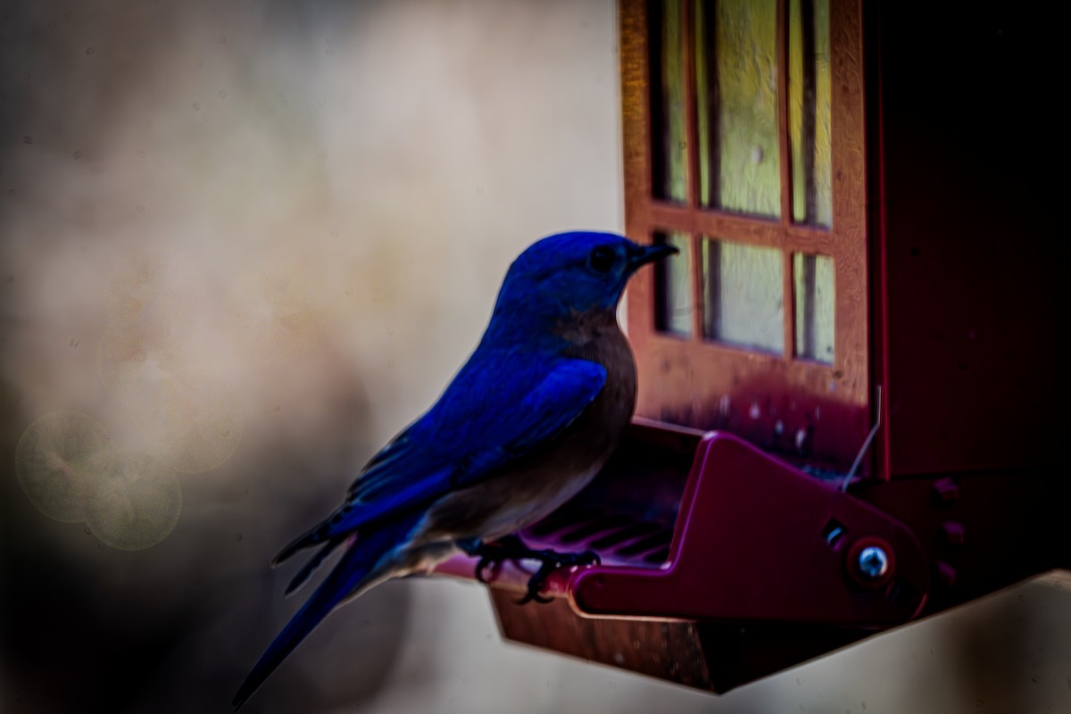 Merlebleu de l'Est - ML652699620