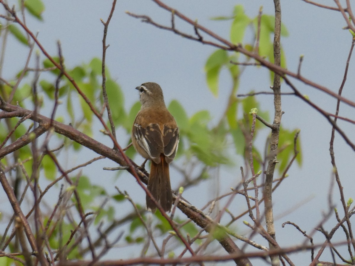 Agrobate à dos roux - ML652699621