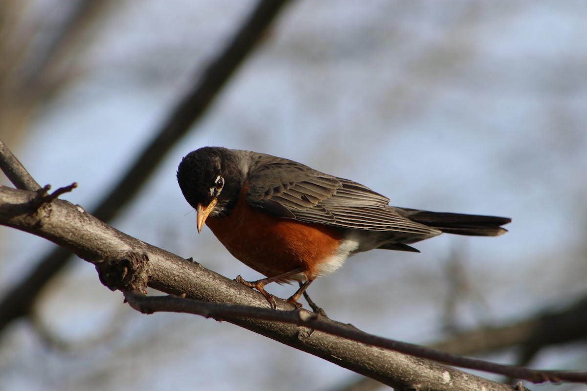 Merle d'Amérique - ML652699622
