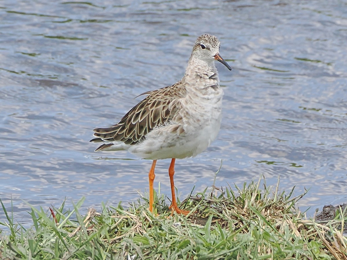 Combattant varié - ML652699623