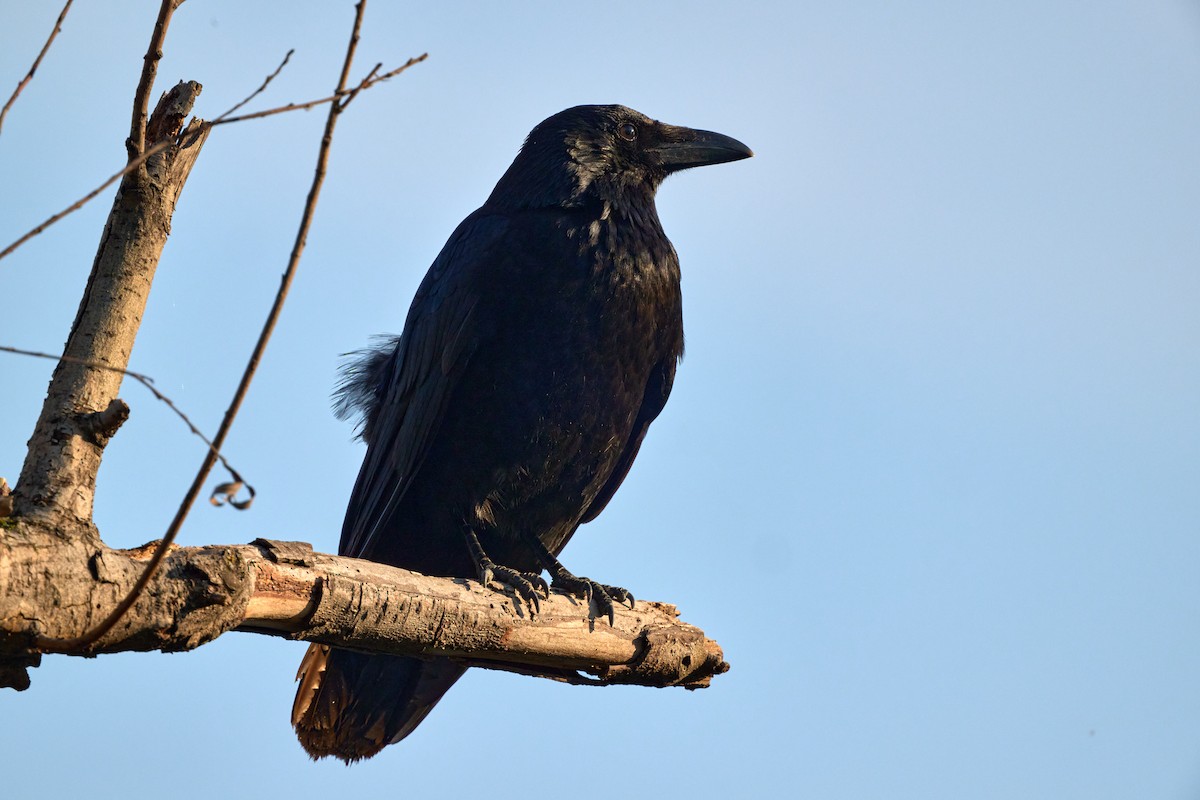 Corneille noire - ML652699624