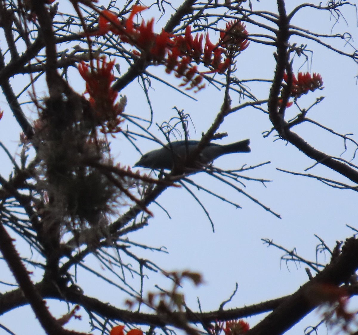 Tangara évêque - ML652699625