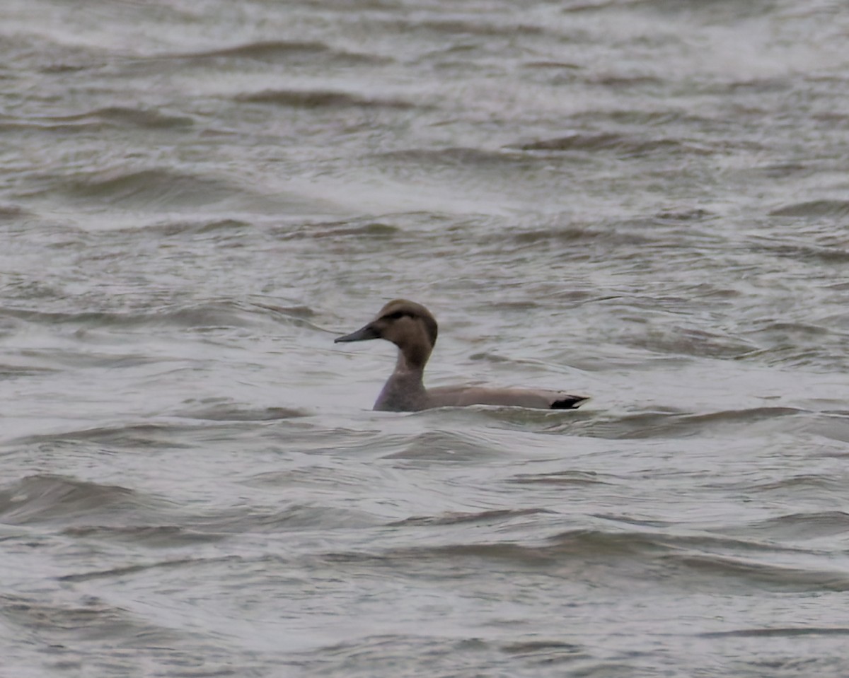 Canard chipeau - ML652699627