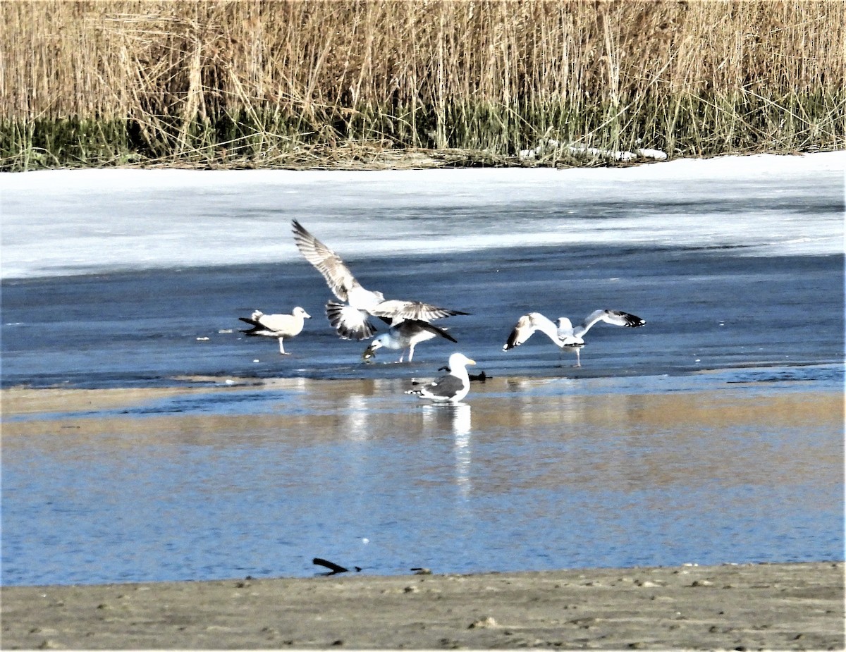 Goéland marin - ML652699628