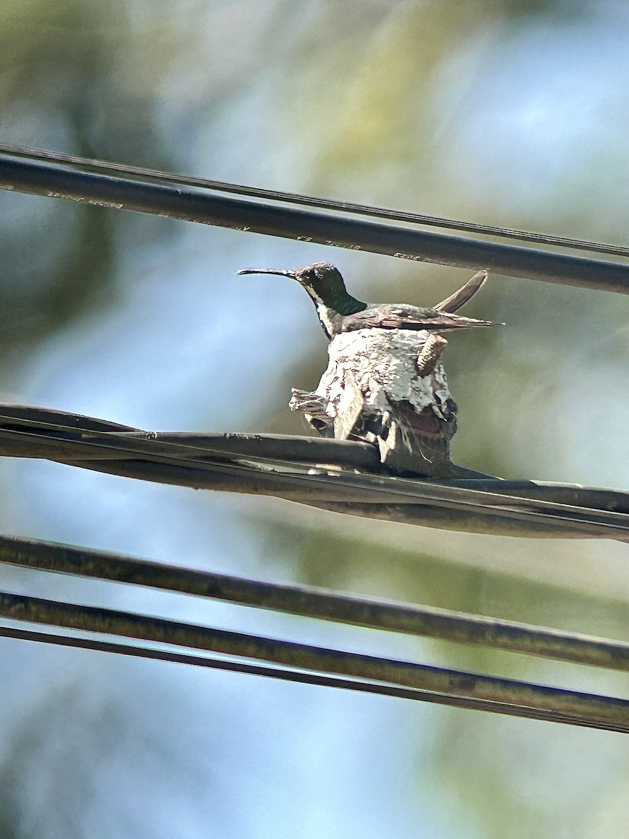 Mango à cravate noire - ML652699629