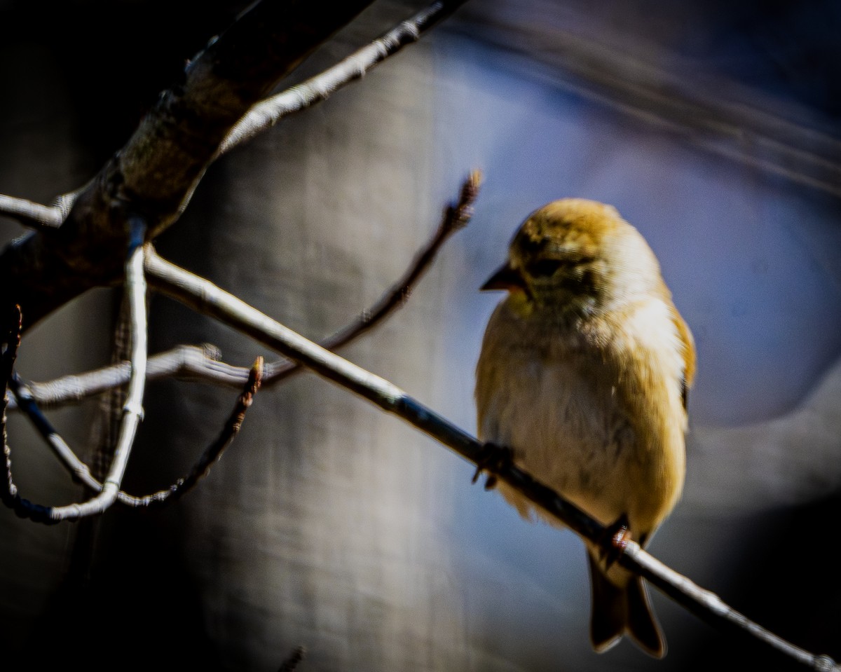 Chardonneret jaune - ML652699630