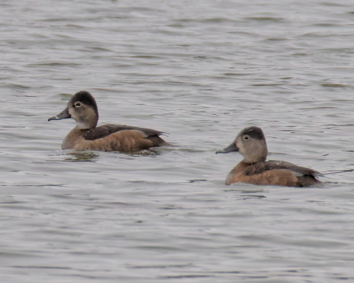 Fuligule à collier - ML652699632