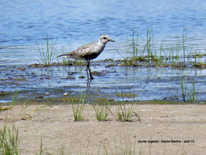 Pluvier argenté - ML652699633