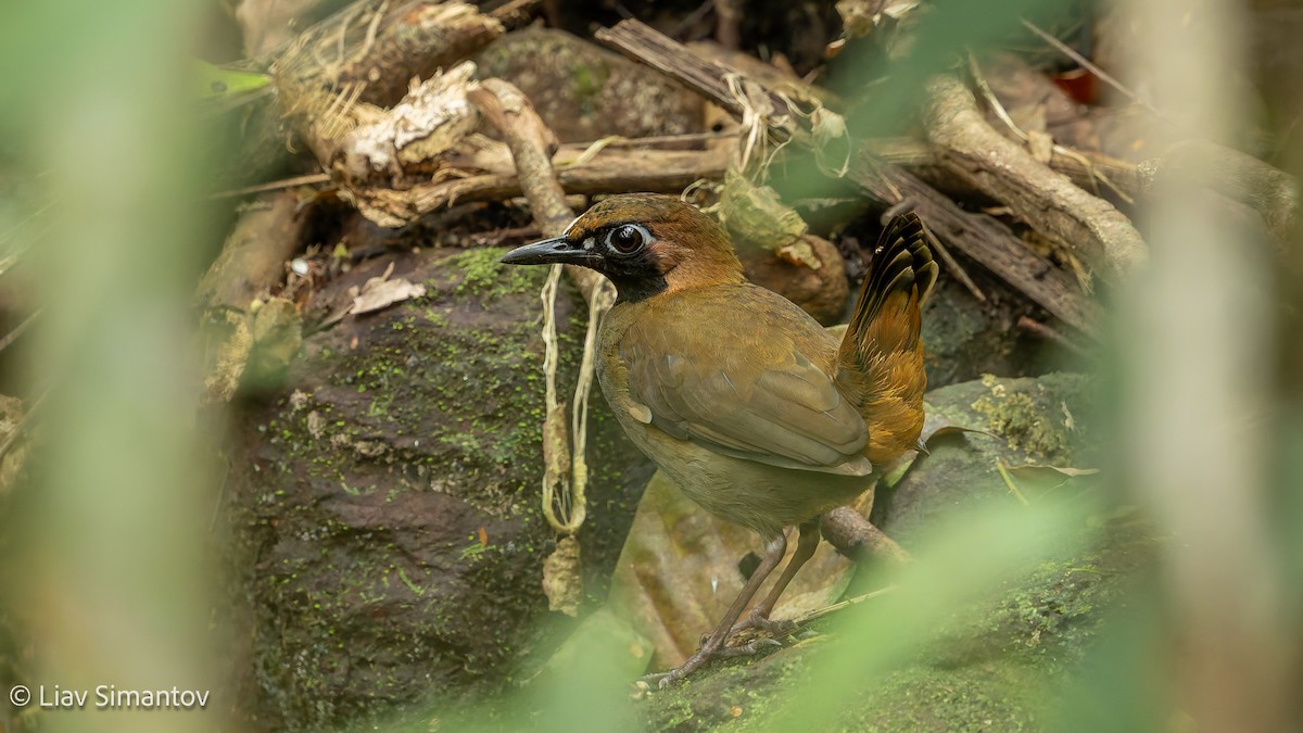 Tétéma coq-de-bois - ML652699635