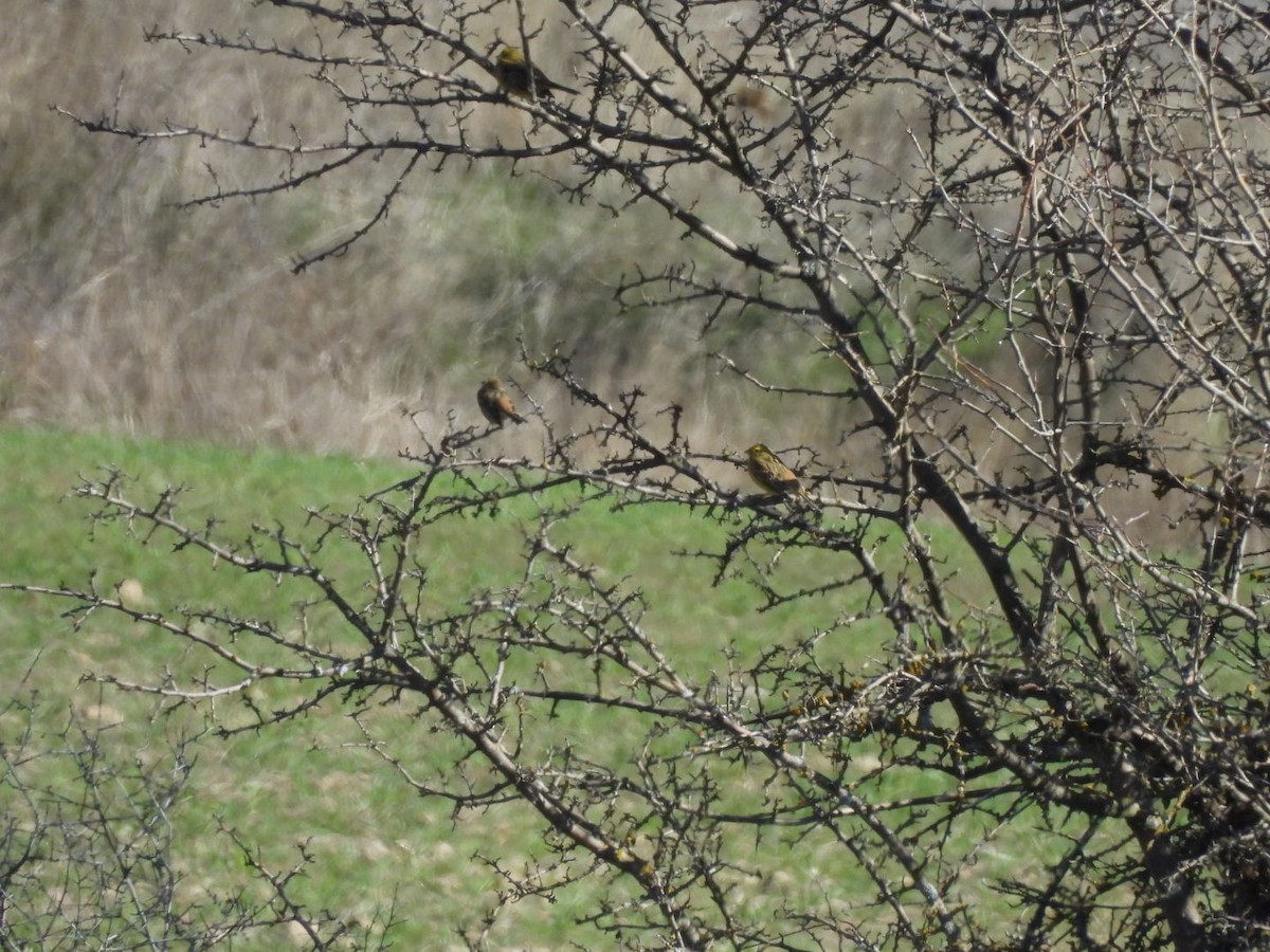 Bruant jaune - ML652699636