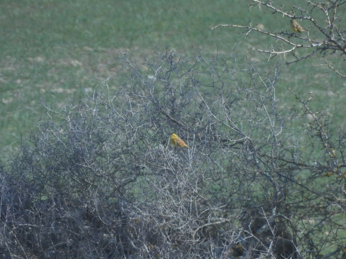 Bruant jaune - ML652699637