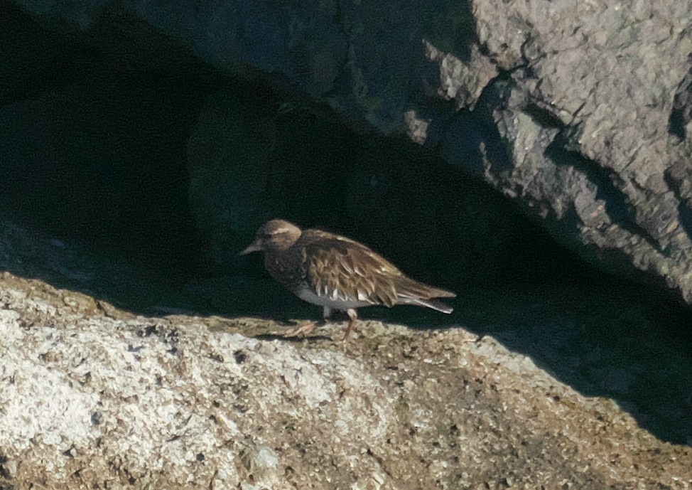 Tournepierre noir - ML652699638