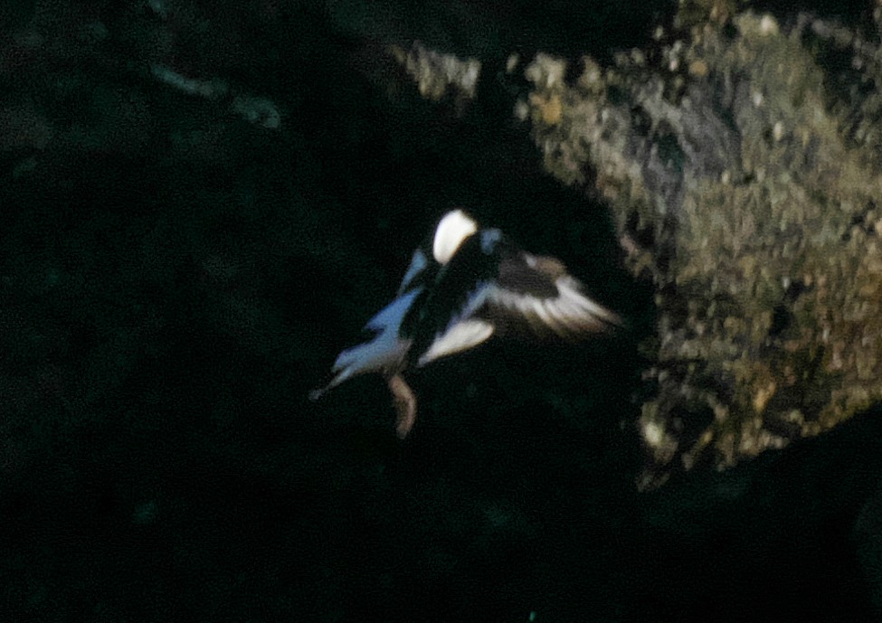 Tournepierre noir - ML652699639