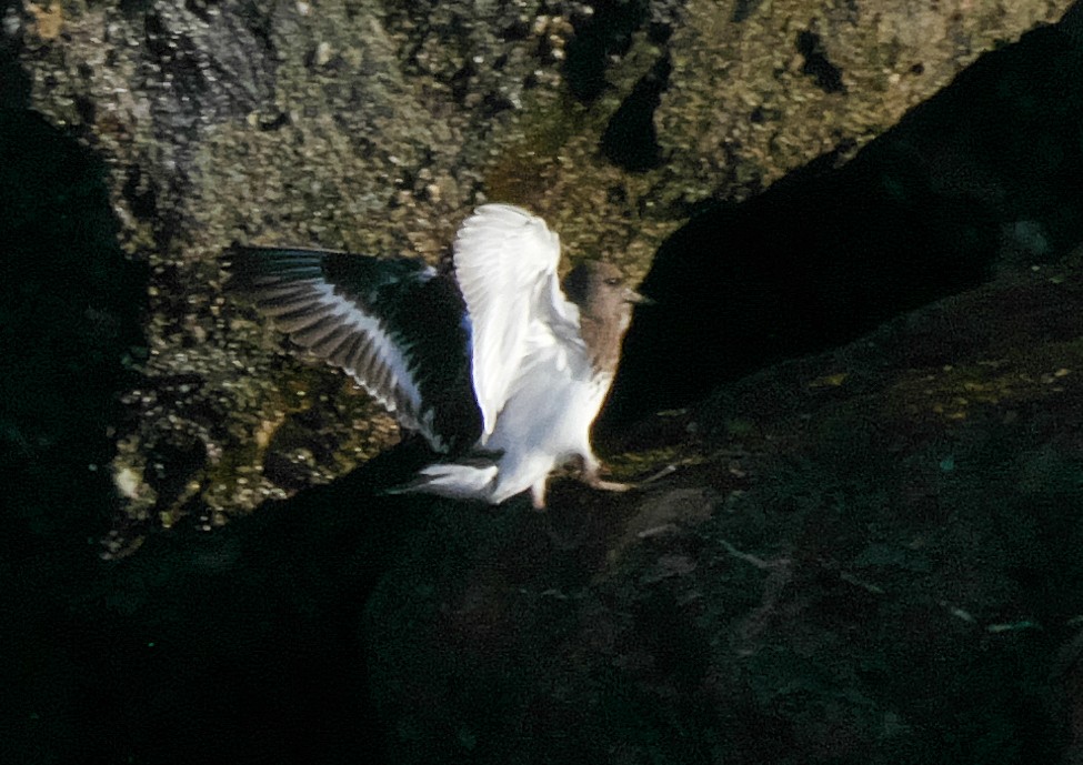 Tournepierre noir - ML652699640