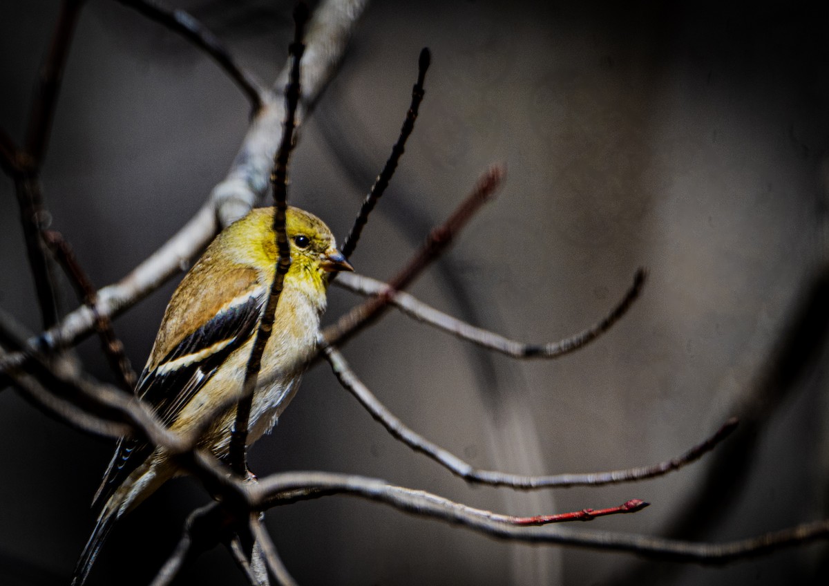 Chardonneret jaune - ML652699641
