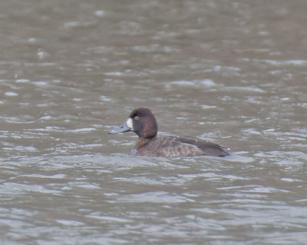 Fuligule milouinan - ML652699643