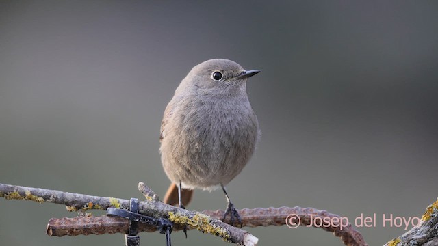 赭紅尾鴝 - ML652699756