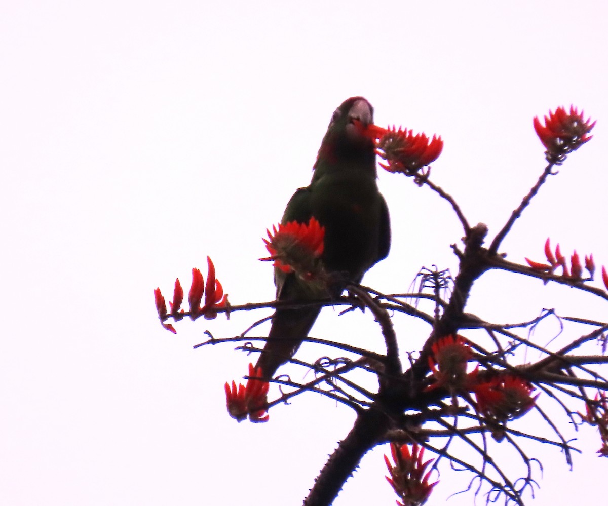 aratinga červenočelý - ML652699771