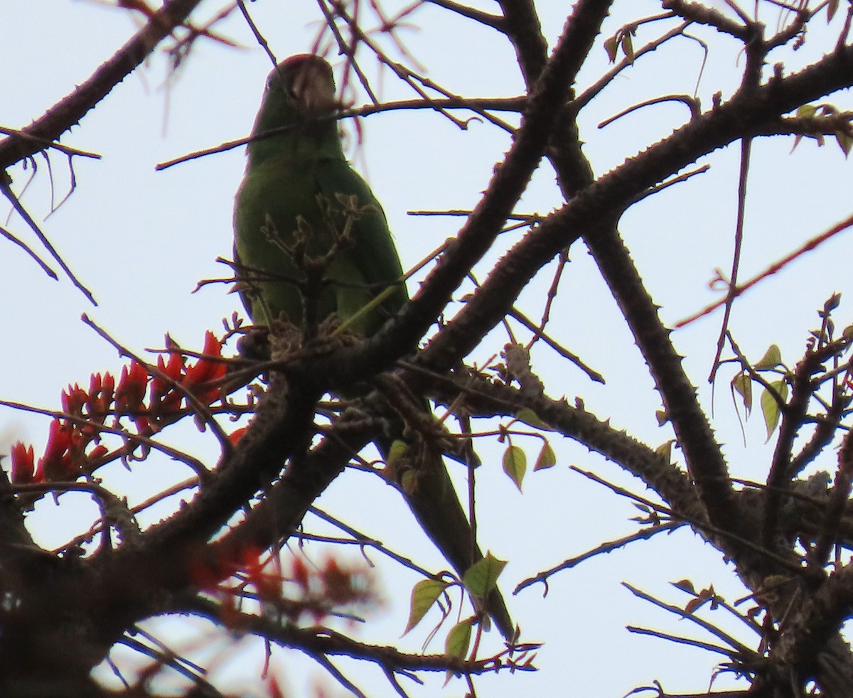 aratinga červenočelý - ML652699775