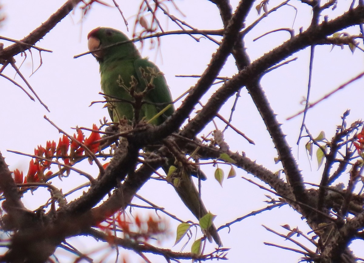 aratinga červenočelý - ML652699776