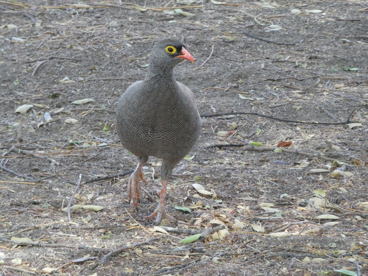 Красноклювый франколин - ML652699846