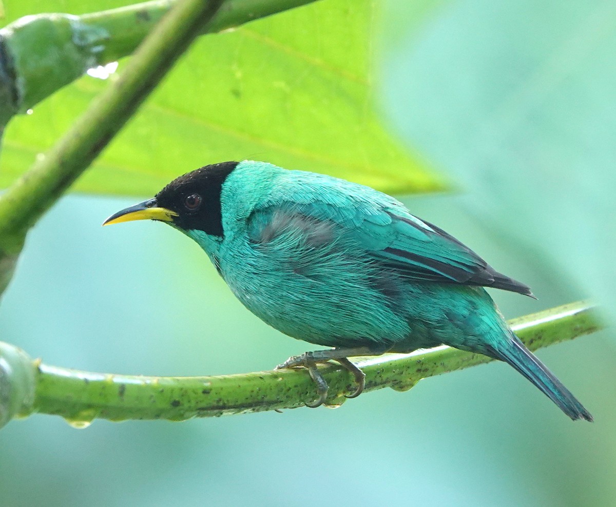 Tangara émeraude - ML652699905