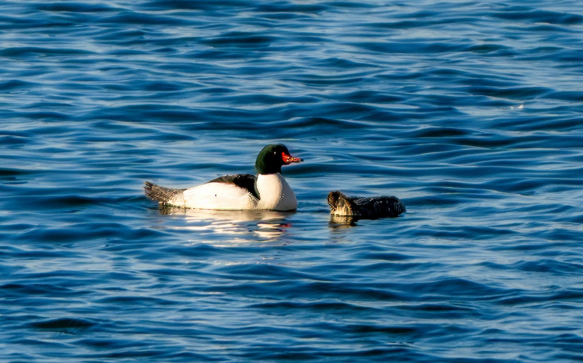 Smergo maggiore - ML652699910