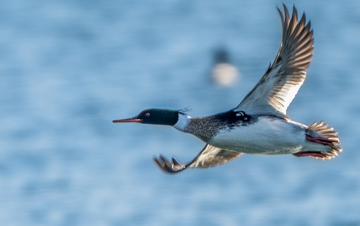 Smergo minore - ML652699925