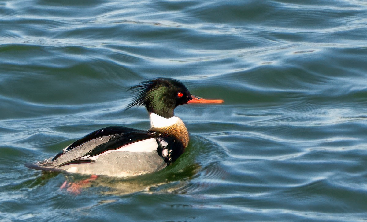 Smergo minore - ML652699928